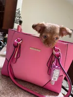 Chibi, a female Chihuahua for sale in Orlando, FL – 1 of 4