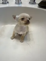 MEELA 🎀, a female Chihuahua for sale in Orlando, FL – 3 of 5
