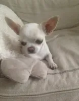 MEELA 🎀, a female Chihuahua for sale in Orlando, FL – 5 of 5