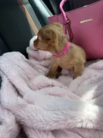 Chibi, a female Chihuahua for sale in Orlando, FL – 3 of 4