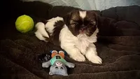MYLO, a male Shih Tzu for sale in Orlando, FL – 2 of 5