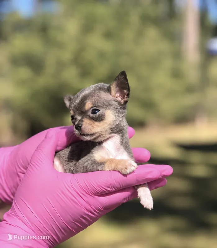 Amena 🎀 – Chihuahua puppy for sale in Orlando, FL