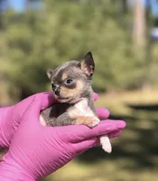 Amena 🎀, a female Chihuahua for sale in Orlando, FL – 1 of 2