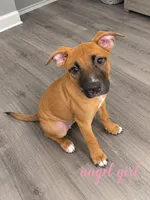 🎀 ANGEL 🎀, a female American Bully for sale in Orlando, FL – 1 of 2
