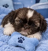 MYLO, a male Shih Tzu for sale in Orlando, FL – 3 of 5