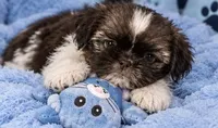 MYLO, a male Shih Tzu for sale in Orlando, FL – 5 of 5