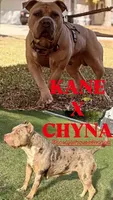 🎀 ANGEL 🎀, a female American Bully for sale in Orlando, FL – 2 of 2