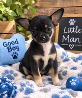 MYLO 💙🦋, a male Chihuahua for sale in Orlando, FL – 2 of 2