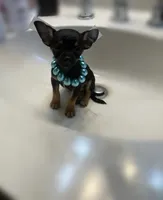 MEKO, a male Chihuahua for sale in Orlando, FL – 4 of 4