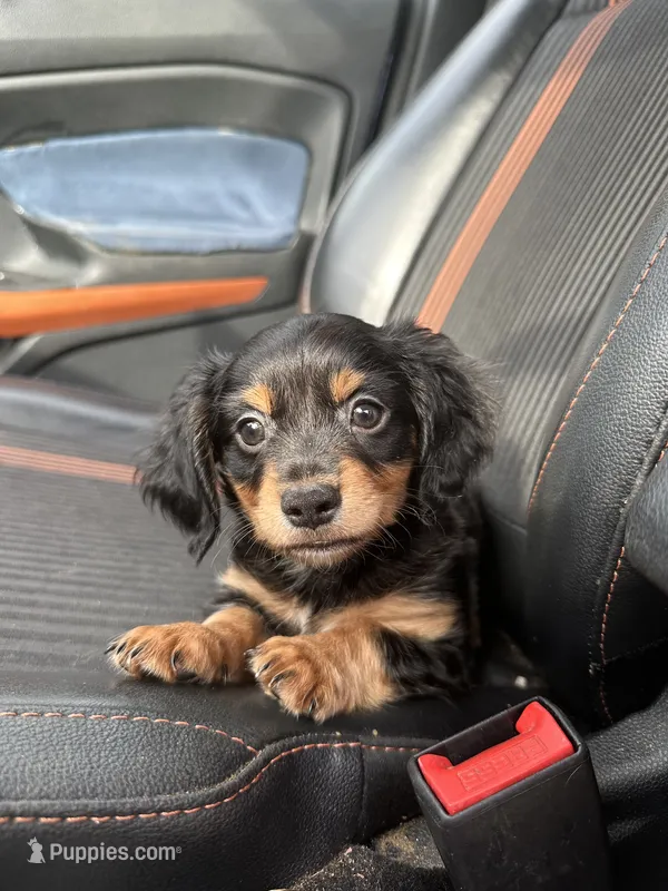 Tatum – Miniature Dachshund puppy for sale in Orlando, FL