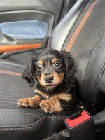 Tatum, a male Miniature Dachshund for sale in Orlando, FL – 1 of 3