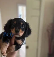 Tatum, a male Miniature Dachshund for sale in Orlando, FL – 3 of 3