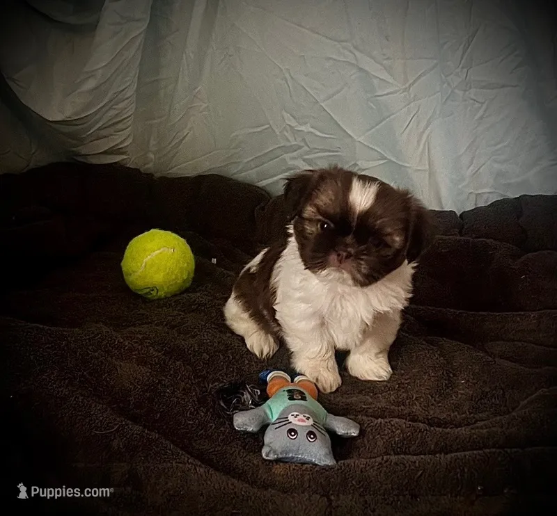 MYLO – Shih Tzu puppy for sale in Orlando, FL