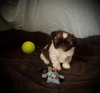 MYLO, a male Shih Tzu for sale in Orlando, FL – 1 of 5