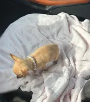 DOLLY 🎀, a female Chihuahua for sale in Orlando, FL – 3 of 3