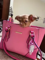 Chibi, a female Chihuahua for sale in Orlando, FL – 2 of 4