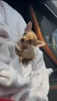 DOLLY 🎀, a female Chihuahua for sale in Orlando, FL – 2 of 3