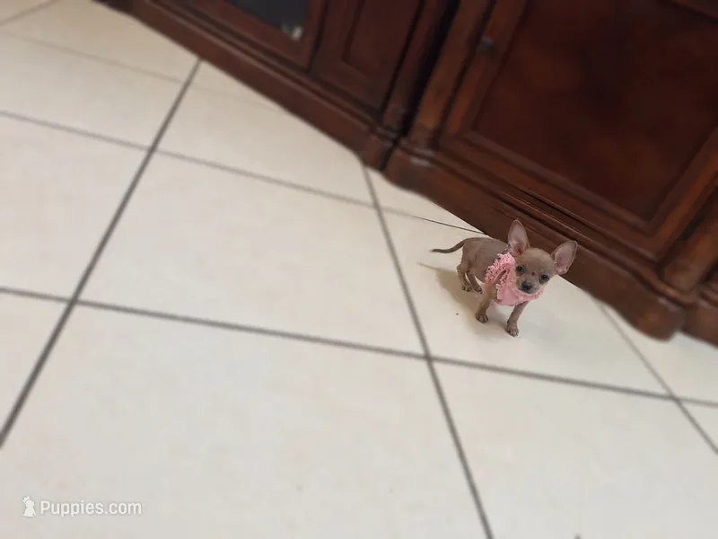 Mochi  – Chihuahua puppy for sale in Orlando, FL
