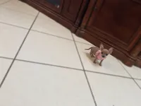 Mochi , a female Chihuahua for sale in Orlando, FL – 1 of 2