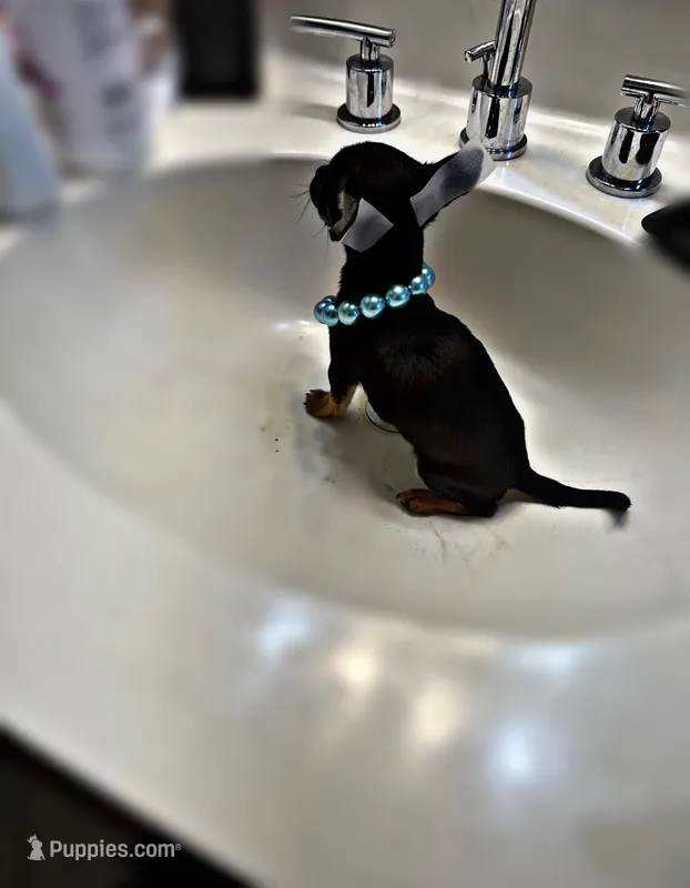 MEKO – Chihuahua puppy for sale in Orlando, FL