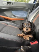 Tatum, a male Miniature Dachshund for sale in Orlando, FL – 2 of 3