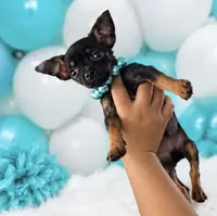 Titoo, a male Chihuahua for sale in Orlando, FL – 1 of 3