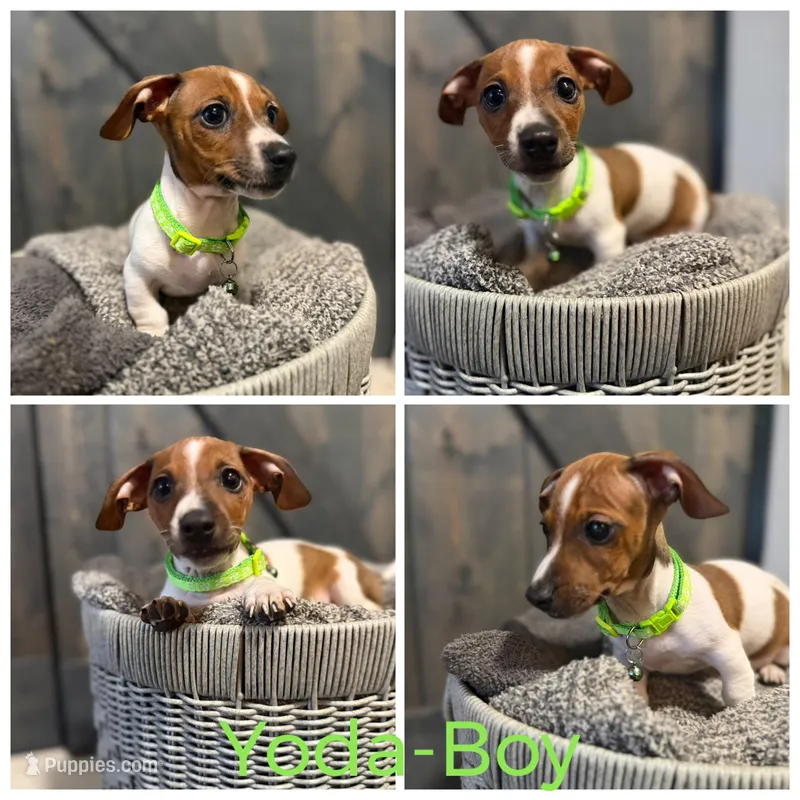 Yoda – Chiweenie puppy for sale in Port St. Lucie, FL