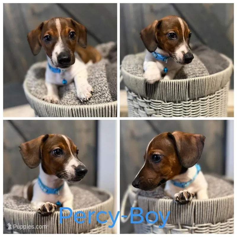 Percy – Chiweenie puppy for sale in Port St. Lucie, FL