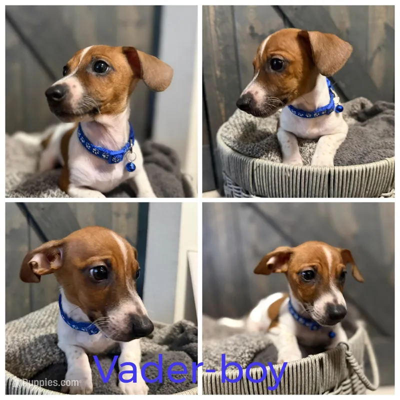 Vader – Chiweenie puppy for sale in Port St. Lucie, FL