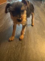 GOLIETH TEA CUP YoRKIe , a male Yorkshire Terrier for sale in Dallas, TX – 10 of 10