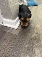 MOLLY , a female Yorkshire Terrier for sale in Dallas, TX – Photo 7 of 10