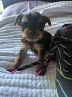 MOLLY , a female Yorkshire Terrier for sale in Dallas, TX – Photo 6 of 10