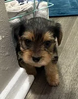 MOLLY , a female Yorkshire Terrier for sale in Dallas, TX – Photo 10 of 10