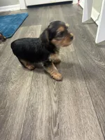 MOLLY , a female Yorkshire Terrier for sale in Dallas, TX – Photo 9 of 10