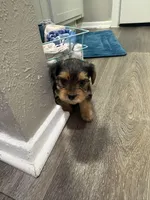 MOLLY , a female Yorkshire Terrier for sale in Dallas, TX – Photo 5 of 10