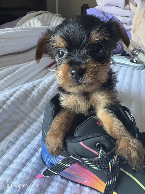 MOLLY , a female Yorkshire Terrier for sale in Dallas, TX – Photo 1 of 10