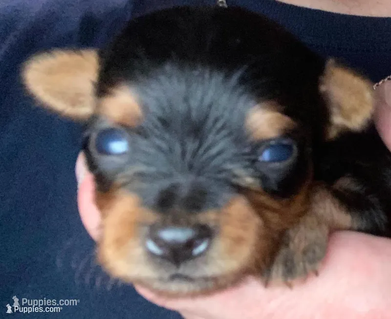 GOLIETH, a male Yorkshire Terrier for sale in Dallas, TX – Photo 1 of 9