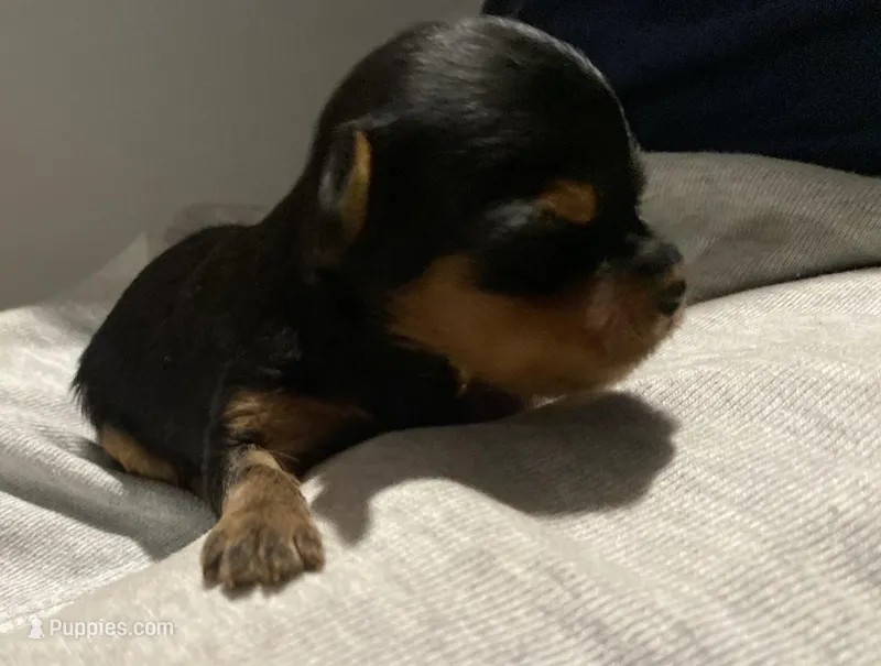 GOLIETH – Yorkshire Terrier puppy for sale in Dallas, TX