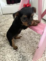 GOLIETH, a male Yorkshire Terrier for sale in Dallas, TX – Photo 9 of 9