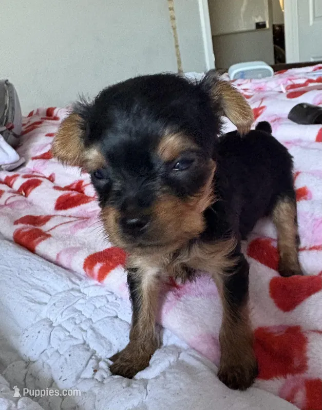 GOLIETH TEA CUP YoRKIe  – Yorkshire Terrier puppy for sale in Dallas, TX