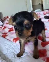 GOLIETH, a male Yorkshire Terrier for sale in Dallas, TX – Photo 7 of 9