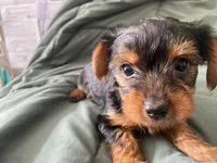 GOLIETH, a male Yorkshire Terrier for sale in Dallas, TX – Photo 2 of 9