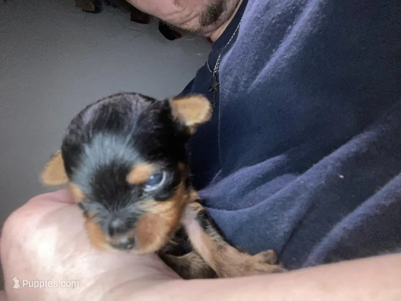 Milly – Yorkshire Terrier puppy for sale in Dallas, TX