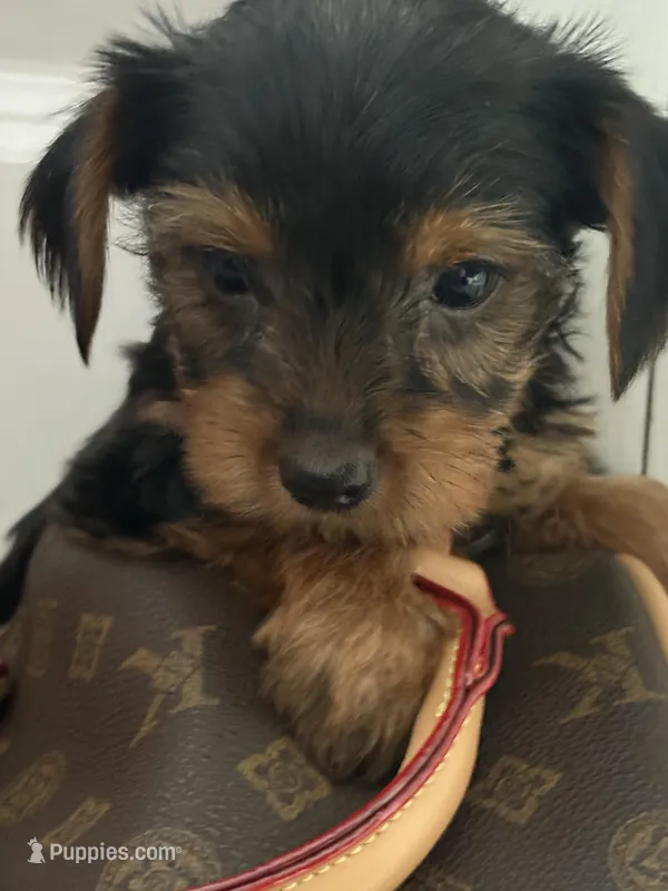 Molly – Yorkshire Terrier puppy for sale in Dallas, TX