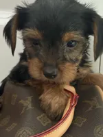 Molly, a female Yorkshire Terrier for sale in Dallas, TX – Photo 1 of 4