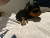 Milly, a female Yorkshire Terrier for sale in Dallas, TX – Photo 2 of 9