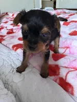 Milly, a female Yorkshire Terrier for sale in Dallas, TX – Photo 7 of 9