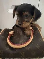 Molly, a female Yorkshire Terrier for sale in Dallas, TX – Photo 2 of 4