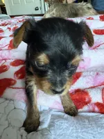 Milly, a female Yorkshire Terrier for sale in Dallas, TX – Photo 5 of 9