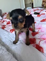 Milly, a female Yorkshire Terrier for sale in Dallas, TX – Photo 8 of 9